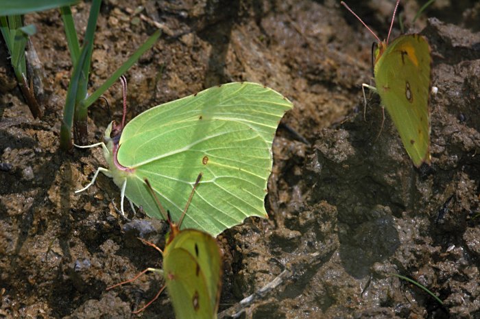 Eublemma ostrina